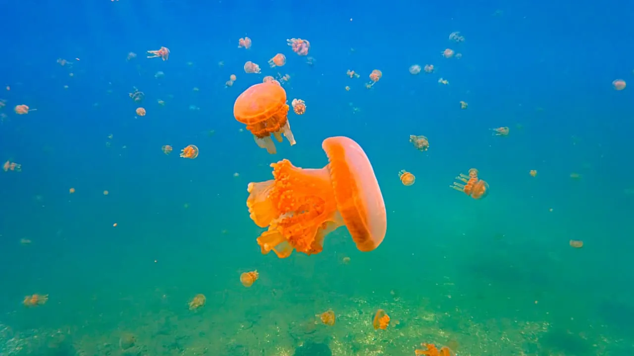 Labengki Lagoon Marine Discovery